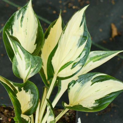 Хоста Амазон Хоста Амазон - Dolina-Sad.Ru