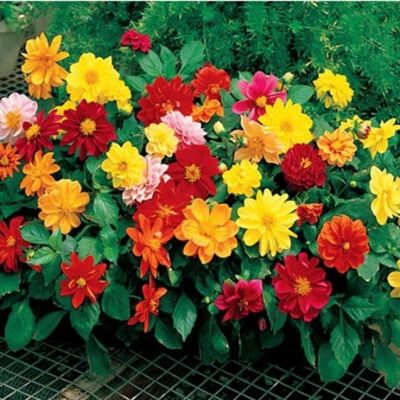 Георгина Коларетте Георгина Коларетте фото