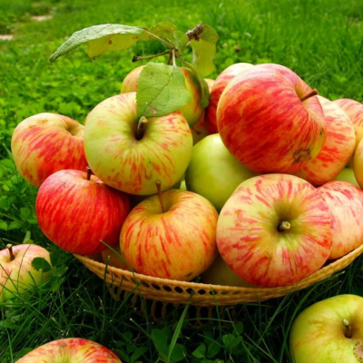 Яблоня Грушовка/Летняя фото