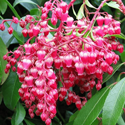 Пиерис японский Пассион Пиерис японский Пассион фото