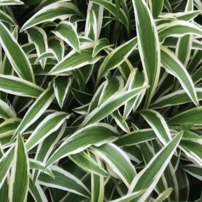 Хоста Сэндхил Крэйн , x Хоста Сэндхил Крэйн , x фото