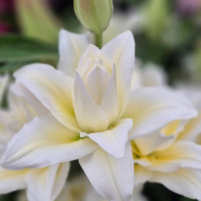 Лилия Роузлили Ирвана - Dolina-Sad.Ru