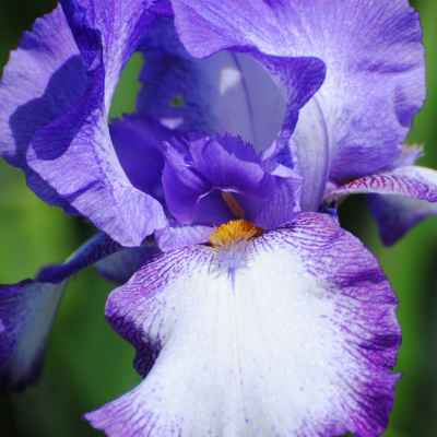 Ирис Пурпл/Лила Ирис Пурпл/Лила фото