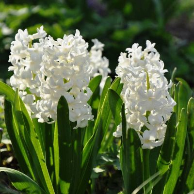 Гиацинт Мадам Софи Гиацинт Мадам Софи фото