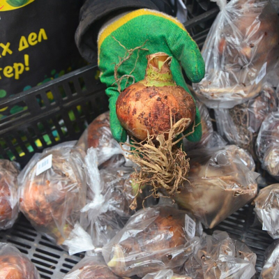 Амариллис Эппл Блоссом Амариллис Эппл Блоссом фото