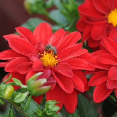 Георгина Радуга Георгина Радуга фото