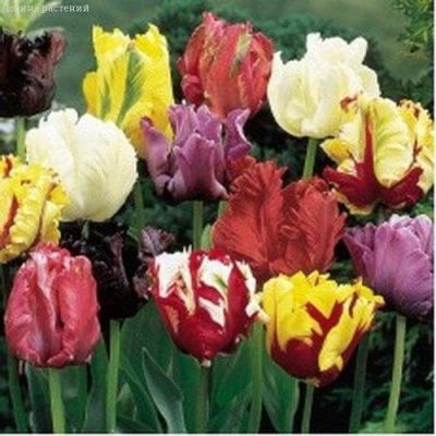 Микс Попугайных Тюльпанов Микс Попугайных Тюльпанов фото