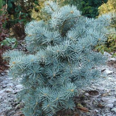 Пихта одноцветная Компакта Пихта одноцветная Компакта - Dolina-Sad.Ru