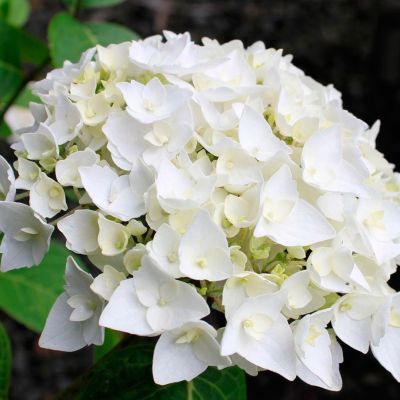 Гортензия крупнолистная Брайт Вайт Гортензия крупнолистная Брайт Вайт - Dolina-Sad.Ru