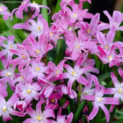 Хионодокса Пинк Джайнт Хионодокса Пинк Джайнт фото