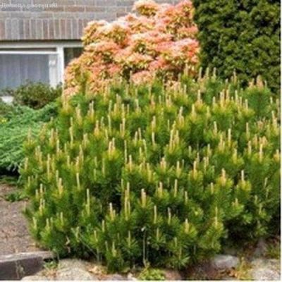 Сосна Горная Мугус Сосна Горная Мугус фото