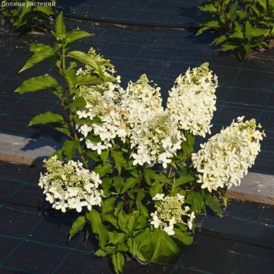 Гортензия метельчатая Долли, С10 - Dolina-Sad.Ru