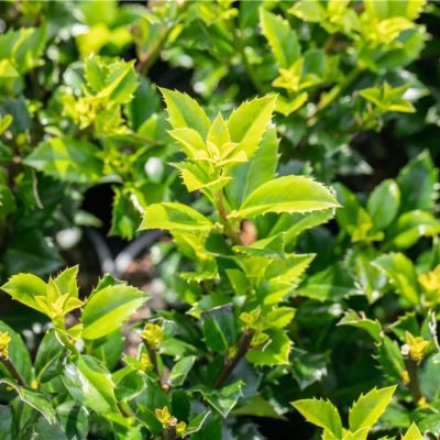 Падуб Мезерва Хекенстар Падуб Мезерва Хекенстар - Dolina-Sad.Ru