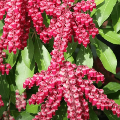 Пиерис японский Пассион Пиерис японский Пассион фото