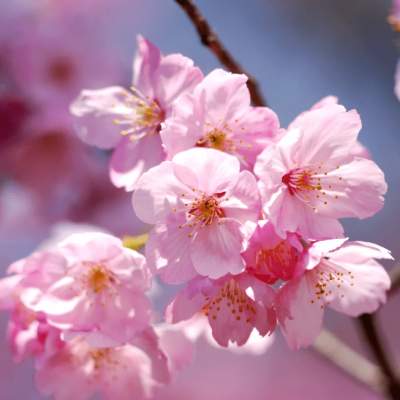 Сакура Элли Сакура Элли фото