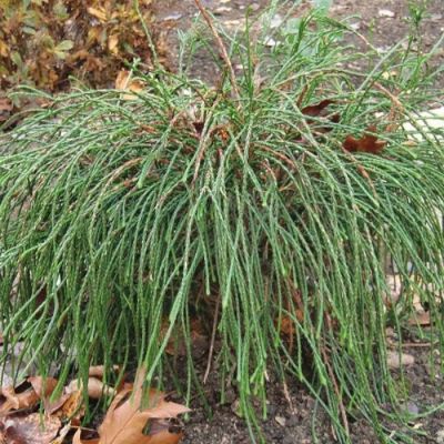 Туя складчатая Випкорд Туя складчатая Випкорд - Dolina-Sad.Ru