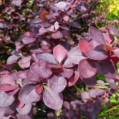 Барбарис тунберга Дип Пурпл Барбарис тунберга Дип Пурпл - Dolina-Sad.Ru