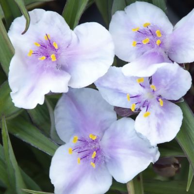 Традесканция Оспрей Традесканция Оспрей - Dolina-Sad.Ru