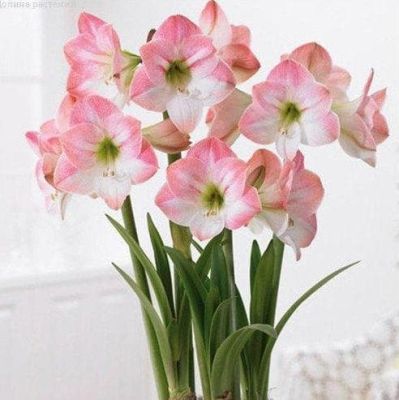 Амариллис Эппл Блоссом Амариллис Эппл Блоссом фото