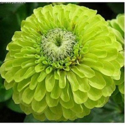 Цинния Энви изящная Цинния Энви изящная фото