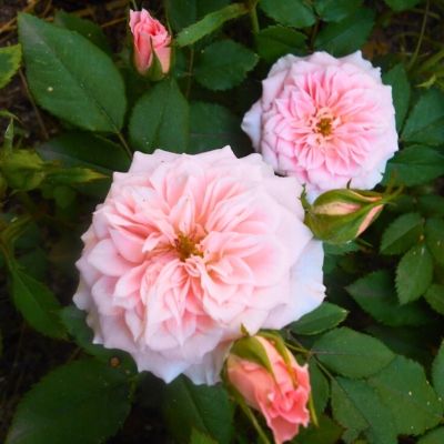 Роза Даниэла Роза Даниэла - Dolina-Sad.Ru