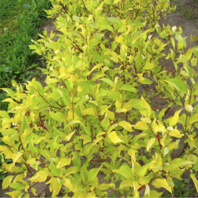 Дерен белый Ауреа Дерен белый Ауреа фото