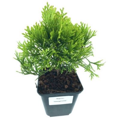 Туя западная Дзиак Туя западная Дзиак - Dolina-Sad.Ru