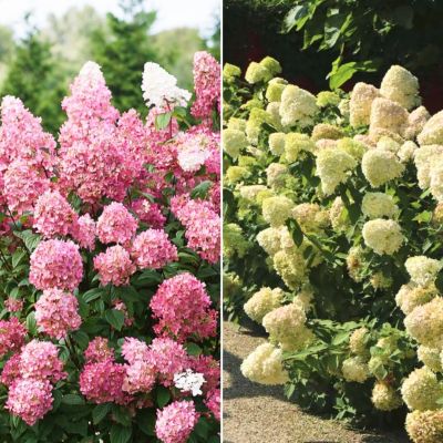Комплект метельчатых гортензий Идеал Комплект метельчатых гортензий Идеал - Dolina-Sad.Ru