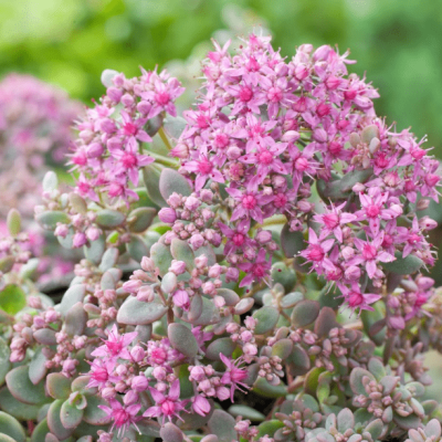 Седум Эверса Седум Эверса фото