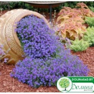 Лобелия Плетистая Голубой Фонтан Лобелия Плетистая Голубой Фонтан фото