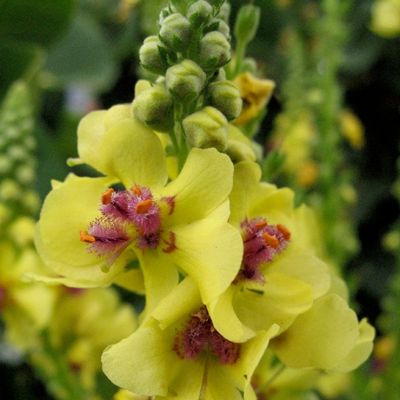 Коровяк Котсволд Квин - Dolina-Sad.Ru