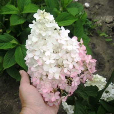 Гортензия метельчатая Ванилла Фрейз Гортензия метельчатая Ванилла Фрейз фото