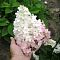 Гортензия метельчатая Ванилла Фрейз Гортензия метельчатая Ванилла Фрейз фото
