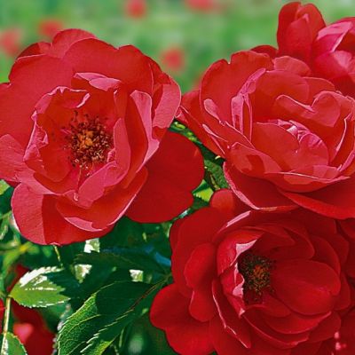 Роза Соренто Роза Соренто - Dolina-Sad.Ru