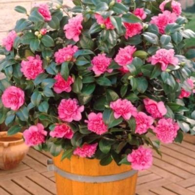 Камелия японская Триумфанс Камелия японская Триумфанс - Dolina-Sad.Ru