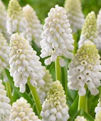 Мускари Альба - Dolina-Sad.Ru