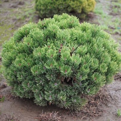 Сосна горная подвид Муго Сосна горная подвид Муго фото