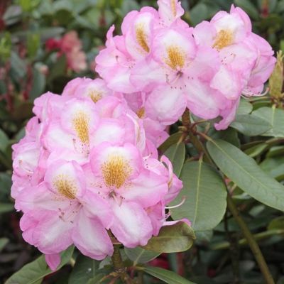 Рододендрон Аркадиус Рододендрон Аркадиус фото