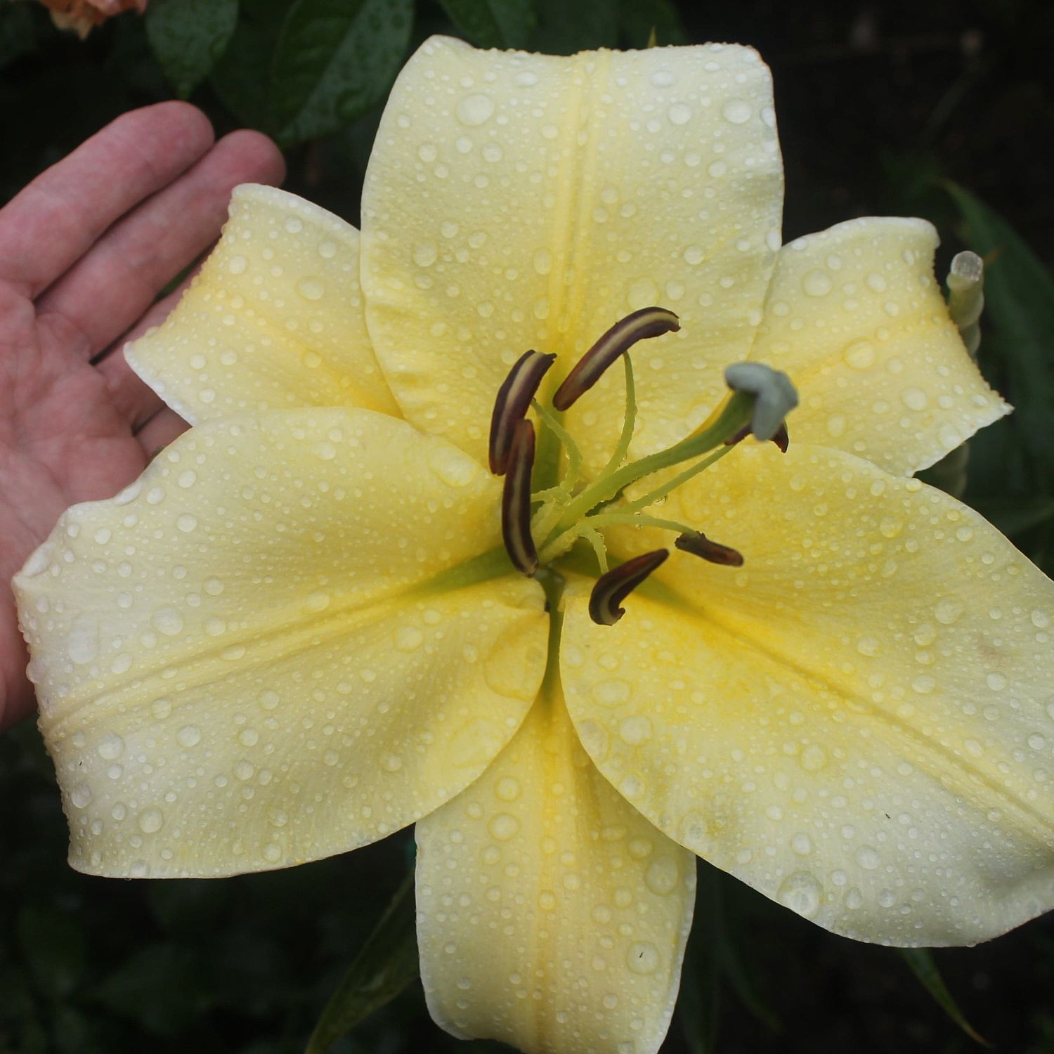 Георгина Мюзет фото