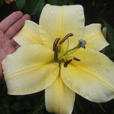 Георгина Мюзет фото