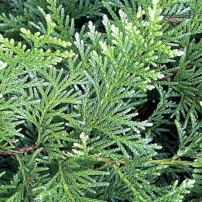 Туя складчатая Атровиренс Туя складчатая Атровиренс - Dolina-Sad.Ru