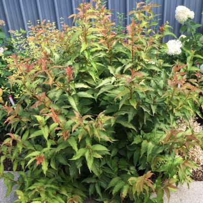 Диервилла блестящая Диервилла блестящая - Dolina-Sad.Ru