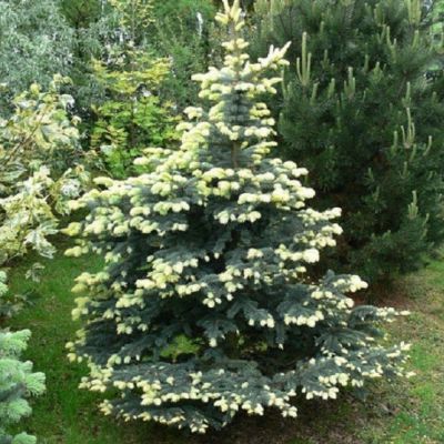 Ель колючая Белобок Ель колючая Белобок фото