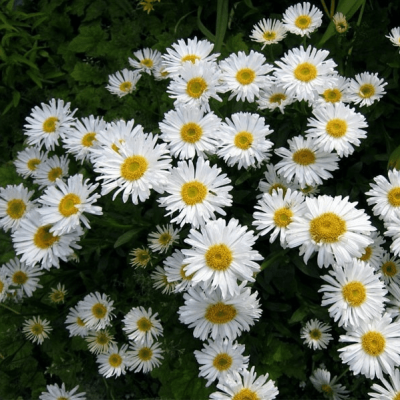 Астра альпийская Альбус Астра альпийская Альбус фото