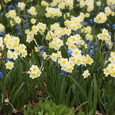 Нарцисс Минноу Нарцисс Минноу - Dolina-Sad.Ru