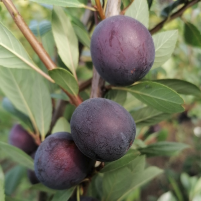 Слива Опата Слива Опата - Dolina-Sad.Ru