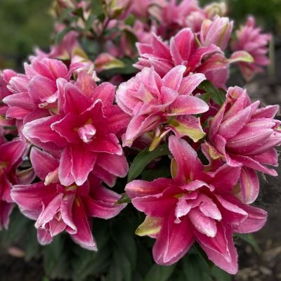 Лилия Роузлили Бьянка - Dolina-Sad.Ru