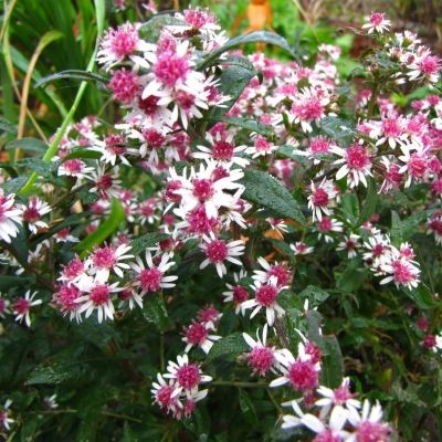 Астра бокоцветковая Леди ин Блэк Астра бокоцветковая Леди ин Блэк - Dolina-Sad.Ru