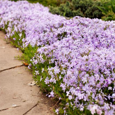 Флокс шиловидный 'Liliacina' Флокс шиловидный 'Liliacina' фото