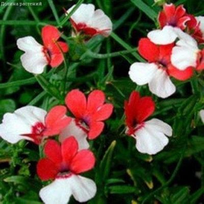 Немезия Макарена Немезия Макарена фото